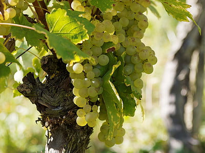 vineyards, grapes, vines, burgundy, cluster, bunch of grapes, vine
