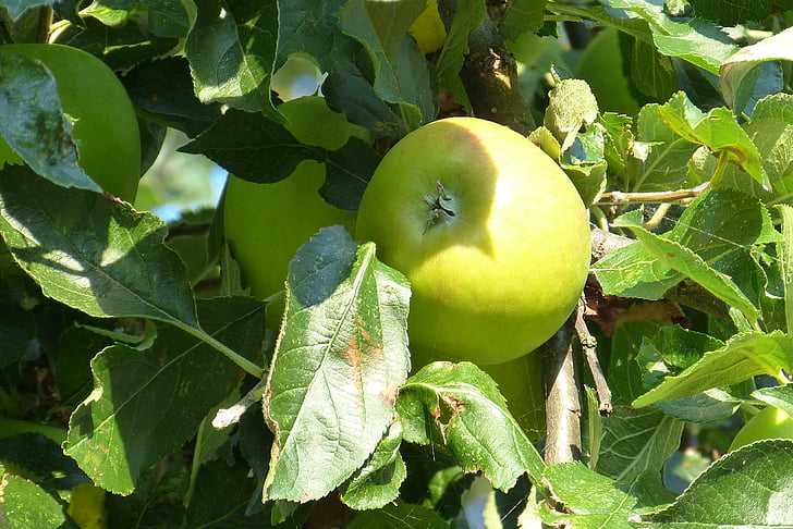 дерево, яблоко, a, Яблоня, Осень, Зеленое яблоко