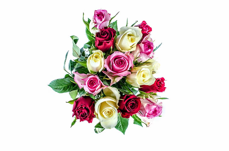 fleur, fleurs, Rose, amour, Saint-Valentin » Journée, anniversaire, cadeau