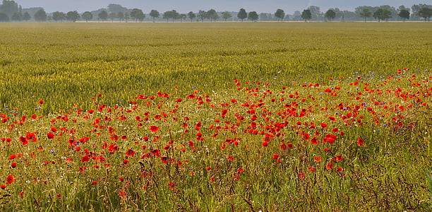 matin, nature, morgenstimmung, Meadow, coquelicots, domaine, Agriculture