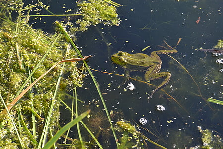 青蛙, 水, 池塘, 动物, 绿色, 青蛙, 花园