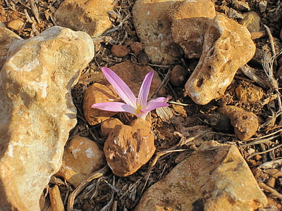 flor, floración, roca, púrpura, violeta, flor, planta