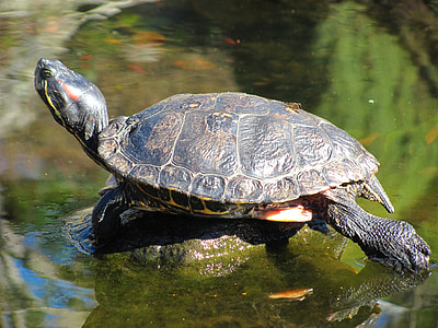 Schildkröte, Natur, im freien, Tierwelt, Wasser, aquatische