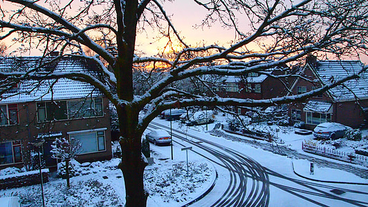 oak, oak tree, snowy, snow, sunrise, winter, white