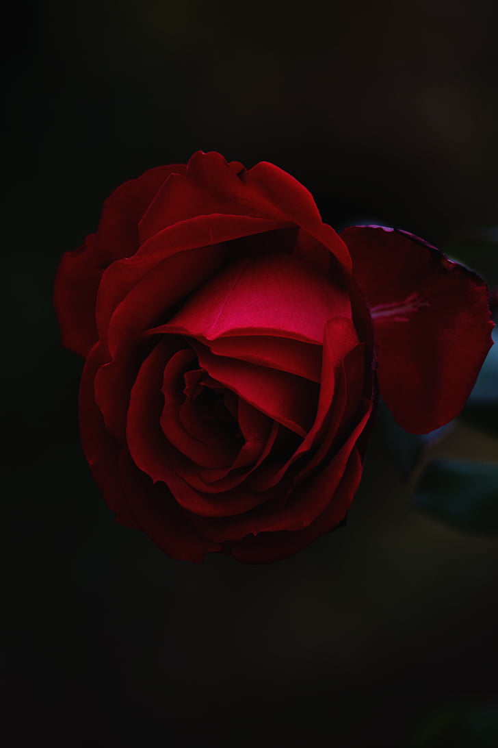 tamno, cvijet, ruža