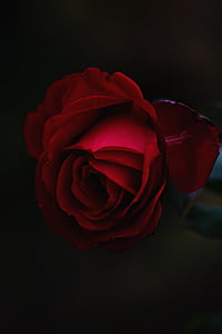 ciemne, kwiat, Róża