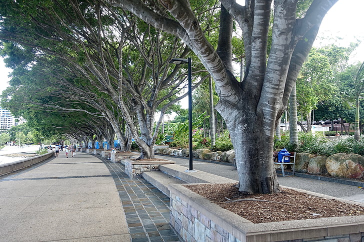 trær, skygge, linje, Southbank, Brisbane, gangbro, miljø