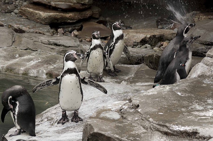 penguins, bird, zoo