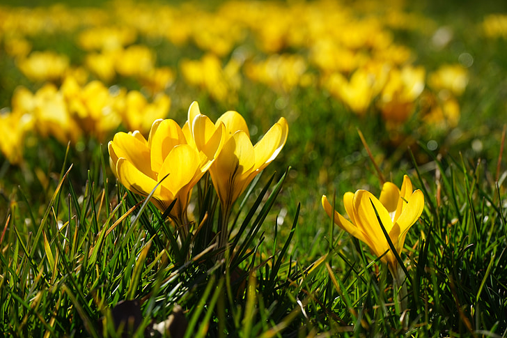 크 로커 스, 꽃, 공장, 봄, frühlingsblüher, 노란색, mm