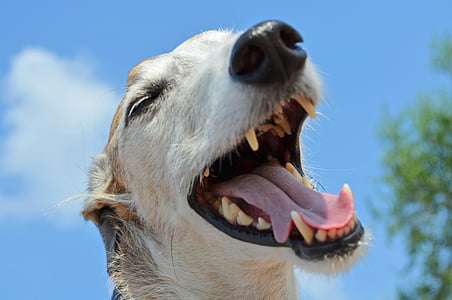 hund, djur, Greyhound, spanska greyhound, nos, tand, näsa