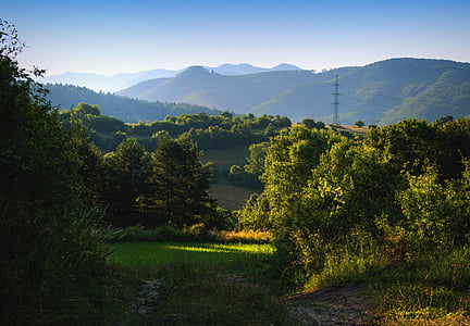 summer morning, sun, forest, mountains, nature, morning, landscape