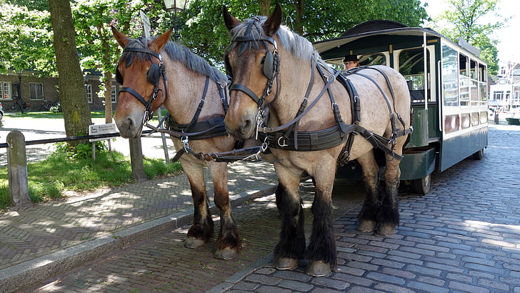 konji, turizem, Dordrecht, Nizozemska, Nizozemska, osnutek konji, konj tramvaj