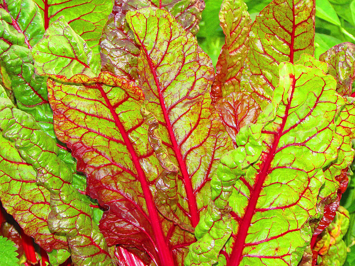 Mangold, Beta vulgaris, Laskavcovité, zeleniny, listy, jídlo, zahrada