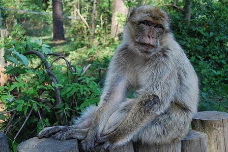 apina, Barbary ape, muotokuva, Monkey forest