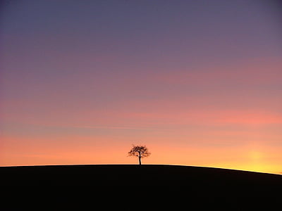 landskap, Orange, solen, träd, solnedgång, ensam, ensam