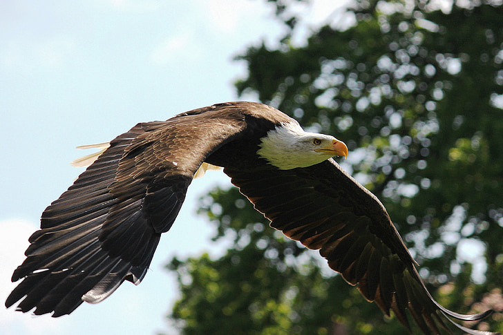 Adler, lotu, upierzenie, huśtawka, drapieżny ptak, ptak, dzikich zwierząt