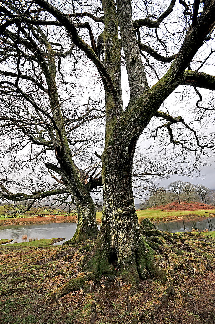 albero, Cumbria, acqua, natura, paesaggio, paese, ramo