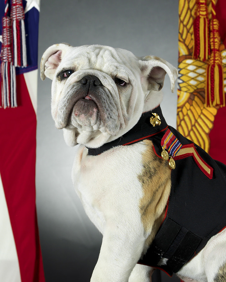 Bulldog, officiële mascotte, Marine corps, Verenigde Staten, hond, Portret, Canine