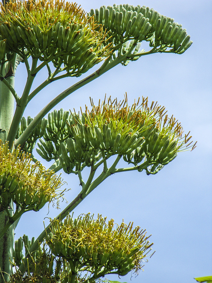 Agave blomma, Agave, Blossom, Bloom, gul
