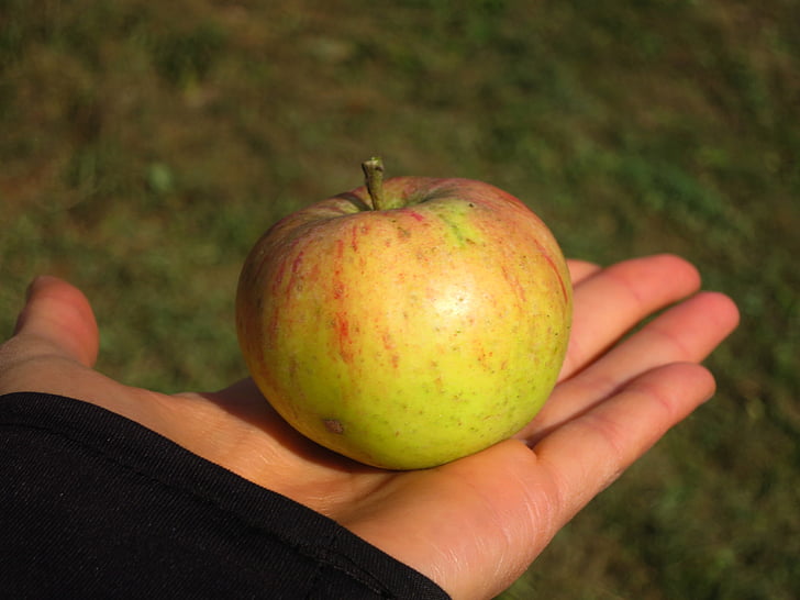 Apple, mano, alimentos, saludable, toque, verde, rojo