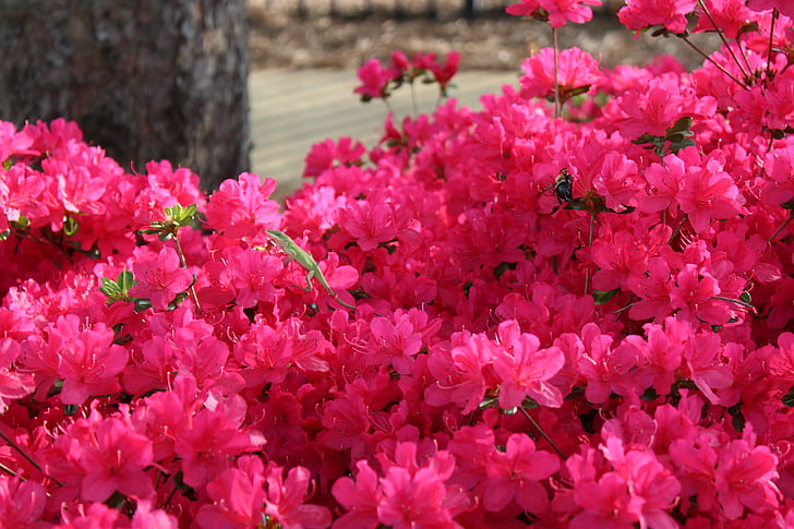 pink, flowers, lizard, green, contrast, beauty, spring