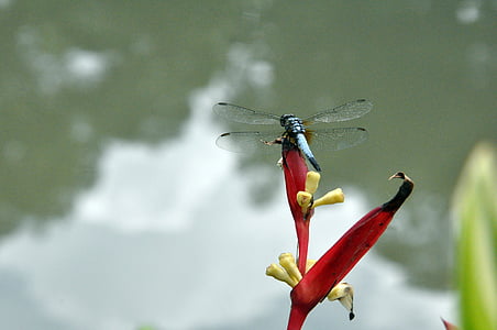 damselfly, dragonfly, park, insect, nature, wildlife, wing