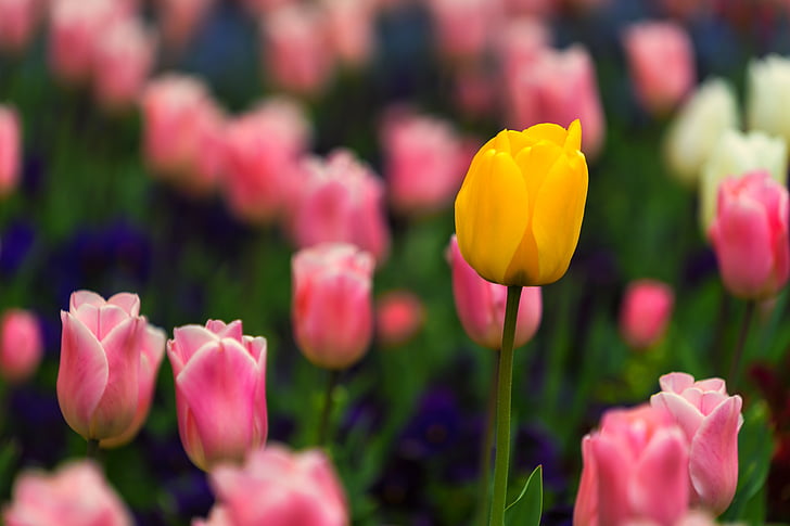 nature, flower, background, desktop background, yellow flower, spring, pink flower