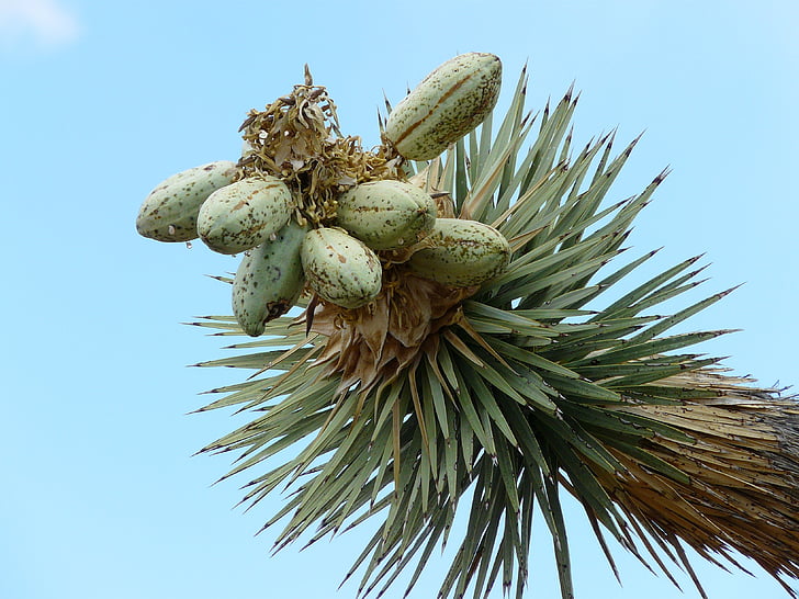 Joshua tree, Josuabaum, Yucca, agavengewächs, Mojave-Wüste, Joshua Tree Nationalpark, Nationalpark