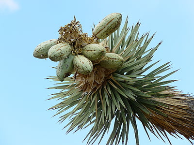 Joshua tree, josuabaum, Juka, agavengewächs, Mohavská poušť, Joshua tree national park, Národní park