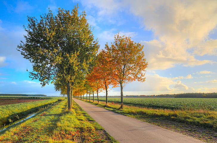 estrada, folhagem, árvores, Outono, Outono, colorido, natureza