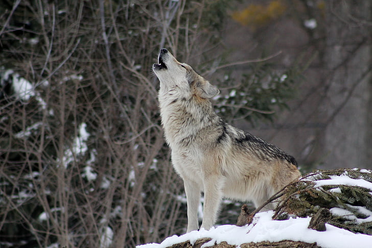 λύκος, ουρλιαχτό, ζώο, άγρια, φύση, άγρια φύση, χιόνι