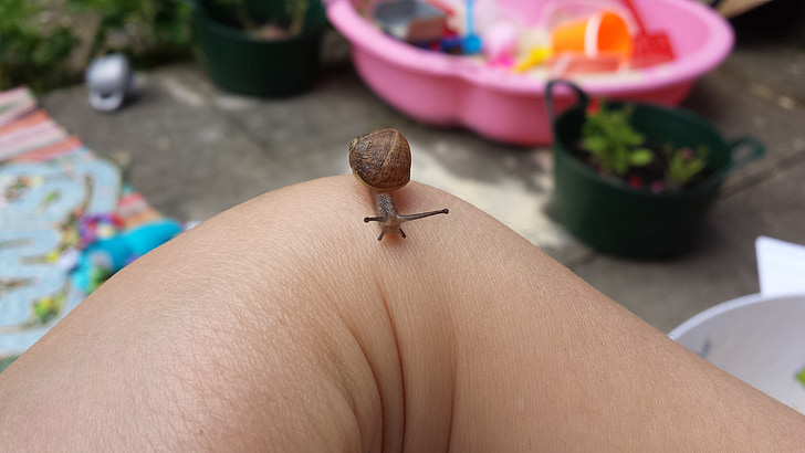 snail, tiny, animal, hand, small, dimensions, difference