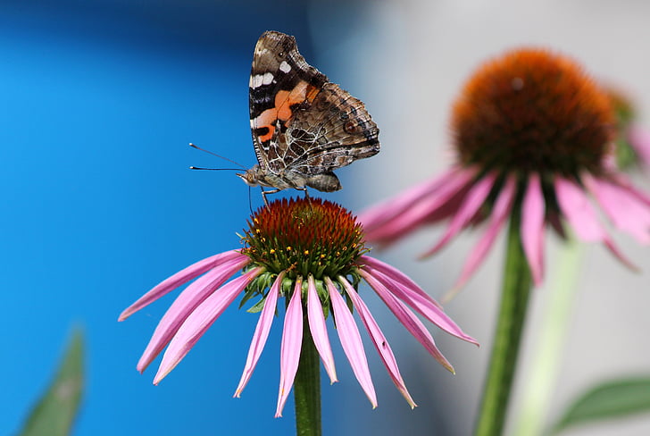 butterfly, echinacea, flower, blue background, nature, summer, insect