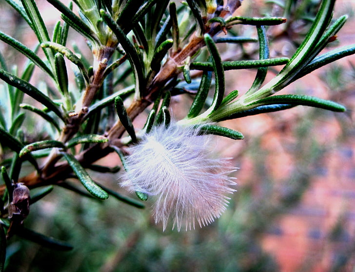 feather, white, soft, fluffy, herb, plant, green