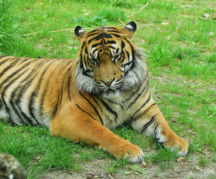 tigris, macska, ragadozó, a körülöttünk lévő világ, veszélyes, állat, csíkos