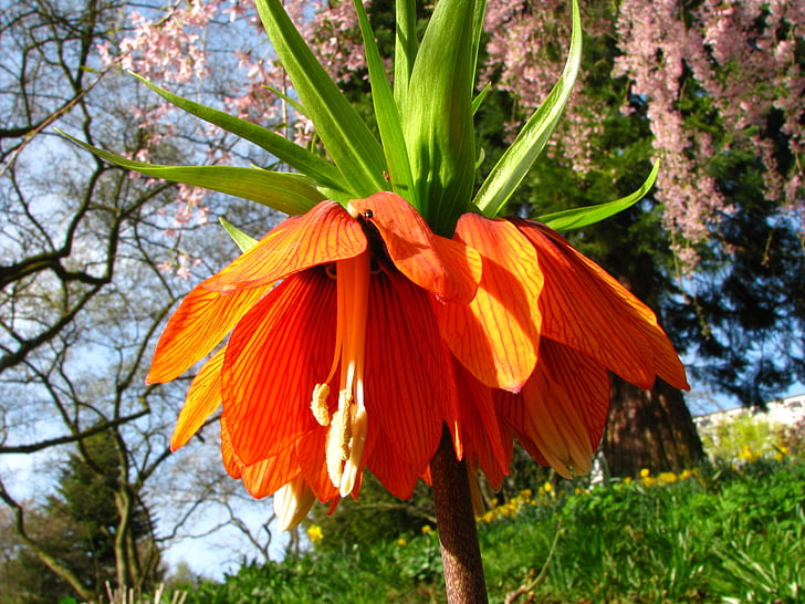Corona Imperial, flor, flor, floración, naranja, rojo, naturaleza