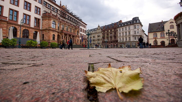Wiesbaden, Nova gradska vijećnica, tržnica, list, arhitektura, Gradska vijećnica, lišće