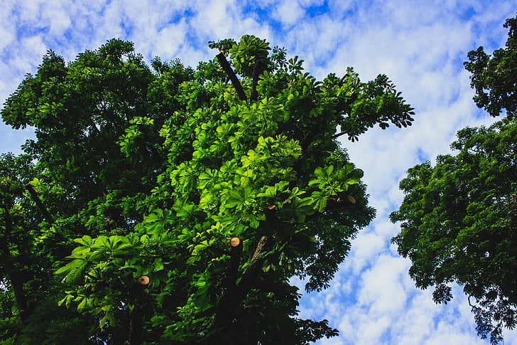 drzewo, niebo, zielony, Natura, odkryty, Park, błękitne niebo