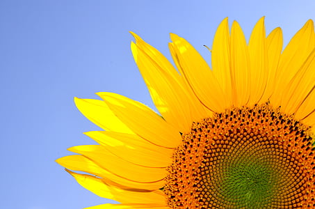 kegembiraan, kehidupan, musim panas, sinar matahari, bunga matahari, kuning, alam