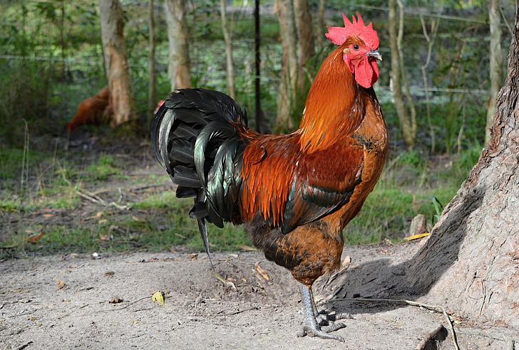 rooster, poultry, animals, bird, animal, chicken, farm animal
