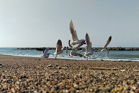 sea, beach, seagull, seabird, wild birds, wild animal, natural