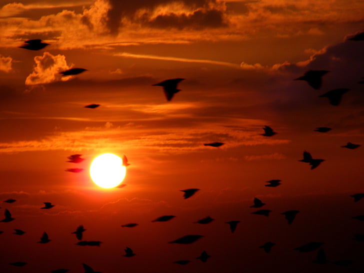 flock fåglar, fåglar, flygande, Sky, molnet, solnedgång, öster