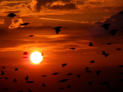 flock birds, birds, flying, sky, cloud, sunset, east