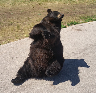 medveď, čierny medveď, Zoo