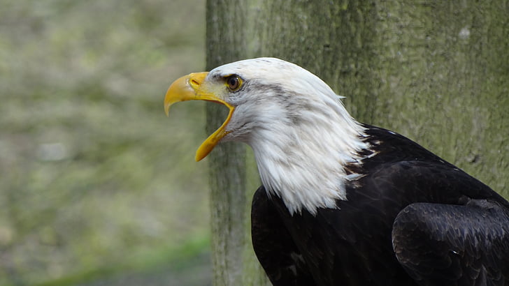 Bald eagles, Verenigde Staten, Raptor, bos, heraldische dieren, Adler, vogel
