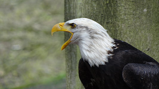 Bald eagles, Spojené státy americké, Raptor, Les, heraldických zvířat, Adler, pták