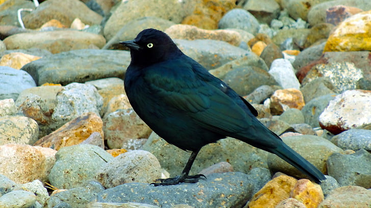 black bird, black, bird, wildlife, on rocks, nature, animal