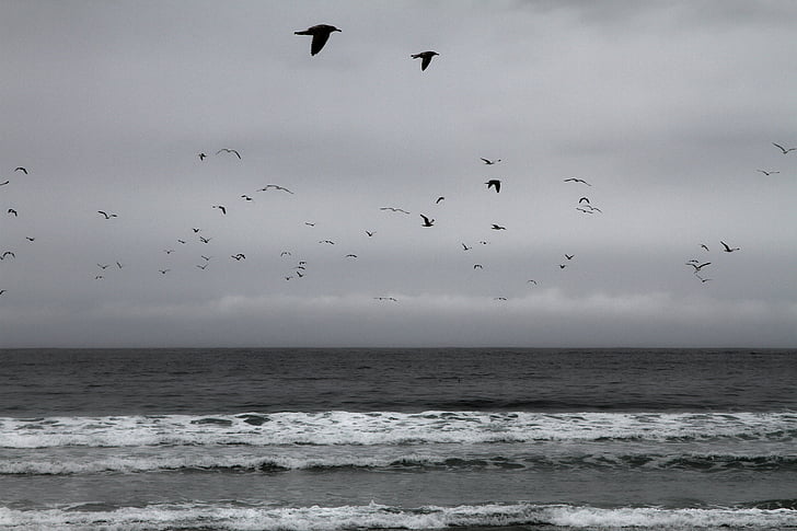 birds, flying, near, body, water, cloudy, sky