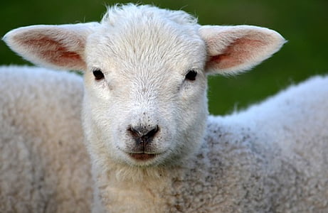 lamb, nature, animal, spring, meadow, sheep, farm