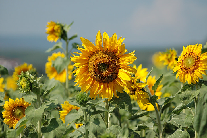 bunga matahari, musim panas, tanaman, bunga